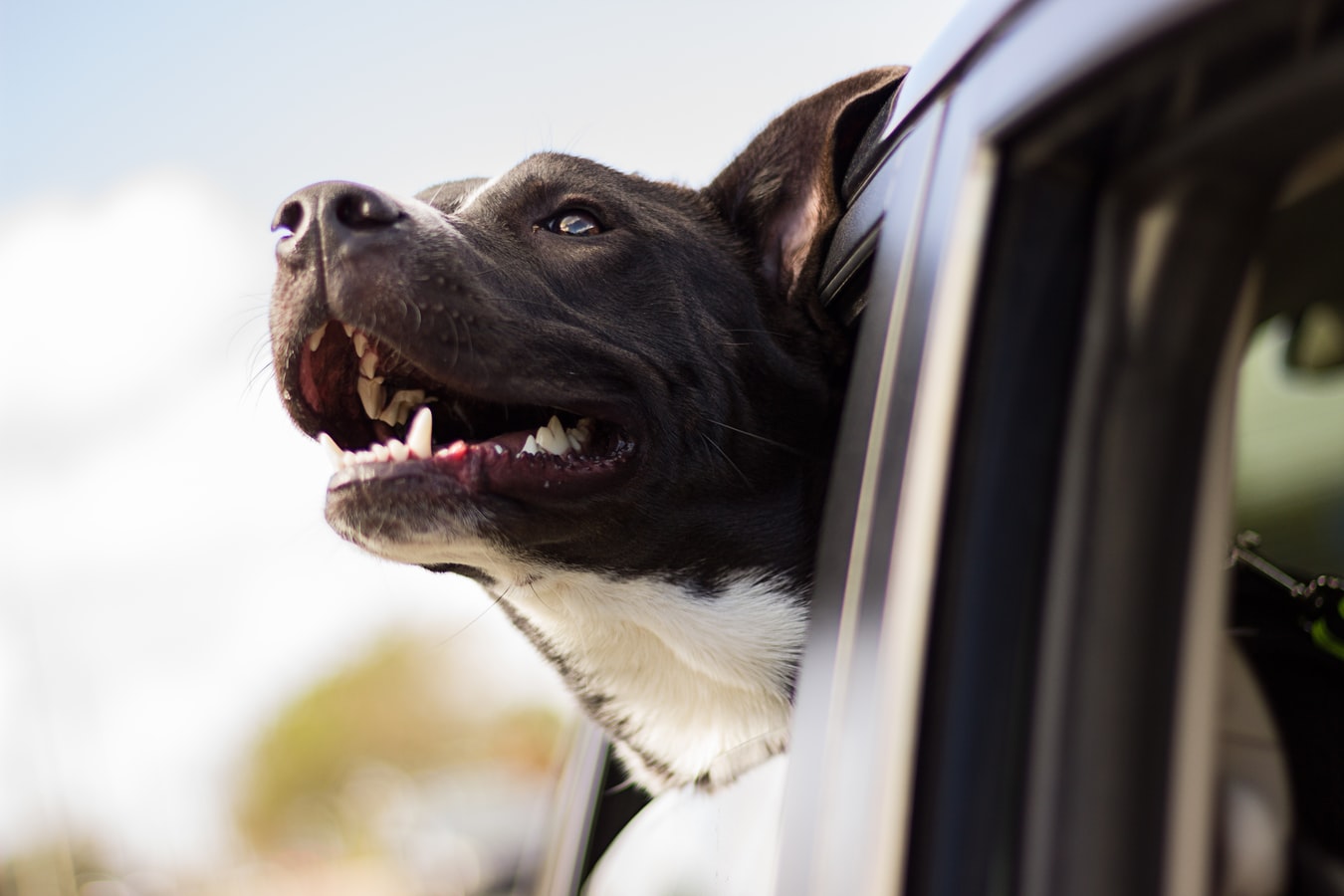 A large brown dog sticks their head out of the window of a car